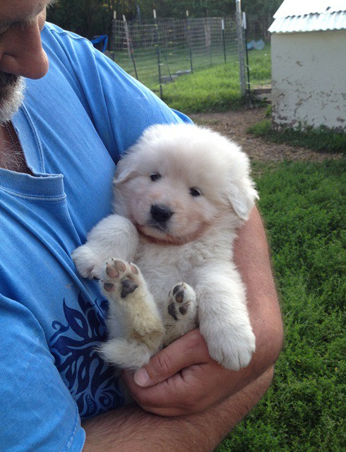 4 week old Maremma pup