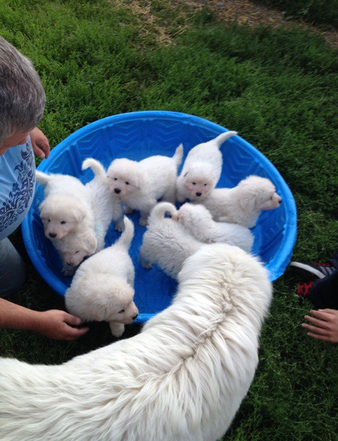 Mia supervising the installation