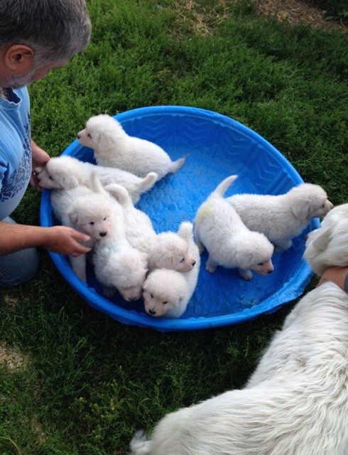 All 8 Maremma puppies in the pool