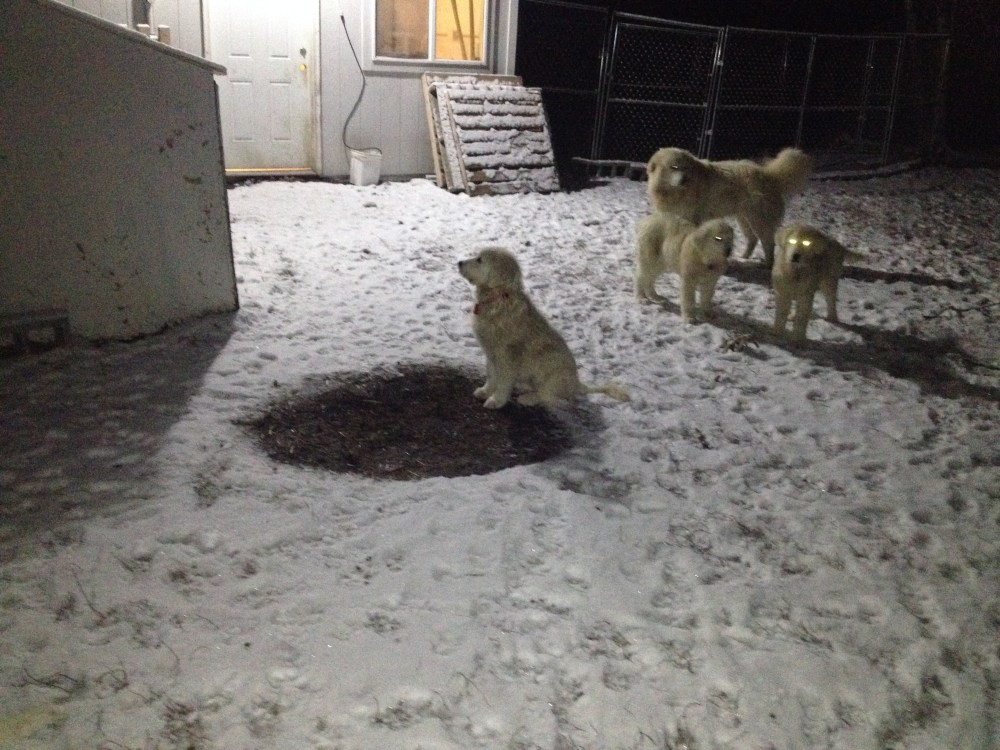 Maremma puppy watching the sheep gate.