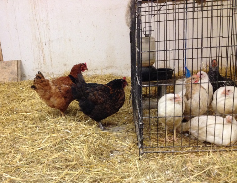 Carla and Judy checking out the chicks