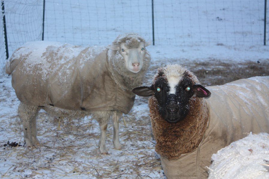 Nellie and Cocoa back home again