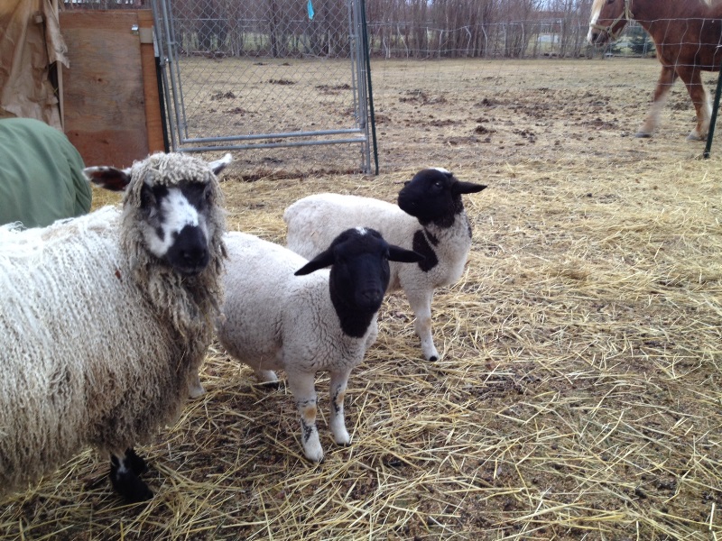 Amanda and the babies waiting for breakfast