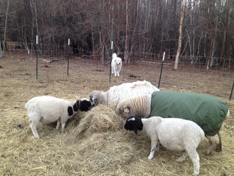 Woolly Nelson and the young ladies