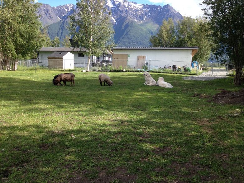 Maremma Sheepdogs prefer to be near their flock.