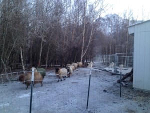 6 mo. old Rocco sits quietly while the sheep pass by.