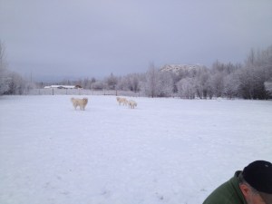 Maremmas in the snow.
