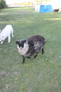 Pappy coming to get some pets