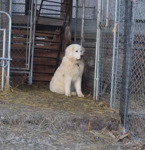 Opal watches her sheep through the fence.