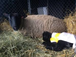 Suffolk ewe with her new ram lamb