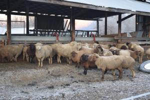 Opal's sheep are a little camera shy