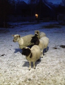 The outside sheep