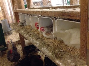 Hens in the nest boxes