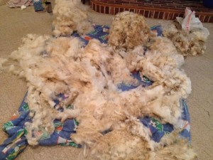Woolley Nelson's 2014 fleece