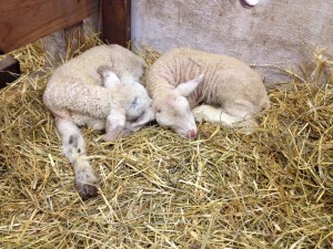 Bridget and Billy asleep on the hay