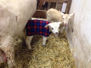 Bridget modeling my recreation