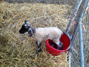 12 hours old and trapped in a bucket