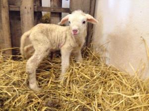 Newborn Cormo ram lamb