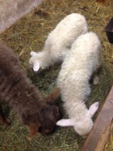 Hansel and Gretel are so soft and fluffy