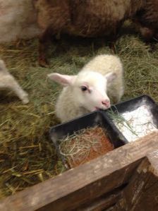 Hansel tastes everything