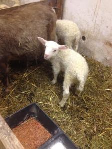 1 week old IcelandicXCormo 