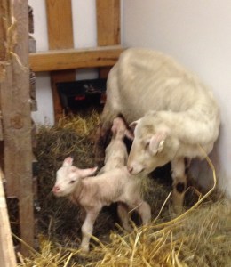 Newborn Cormo lambs