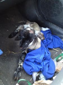Hypothermic lamb warming in the car