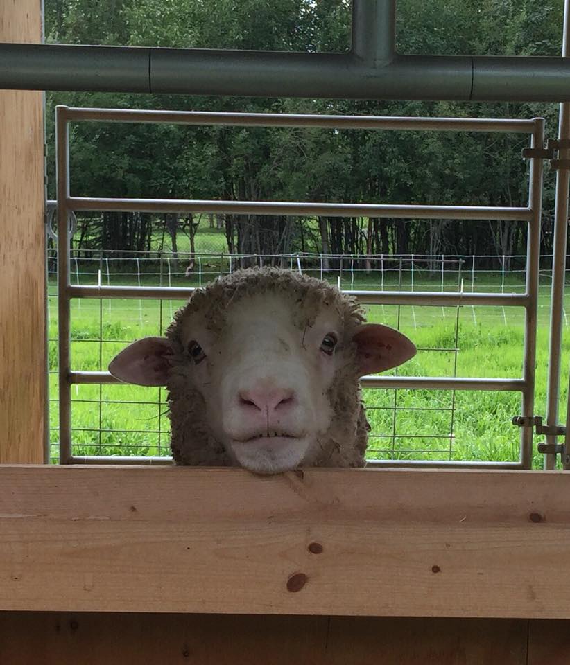 39278299_10213275441462963_5042249136867377152_n